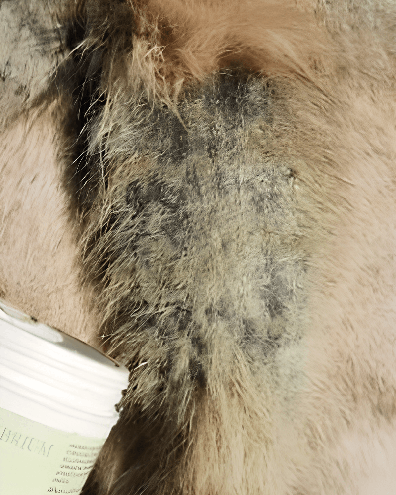 cheval dermite peau dure